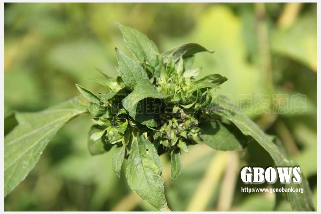 西南水苏 stachys kouyangensis (vant.) dunn