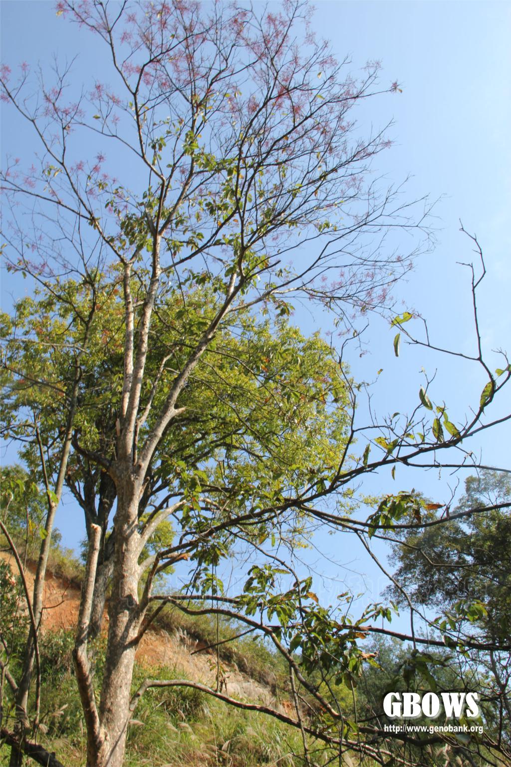 异色泡花树meliosmamyrianthasiebetzuccvardiscolordunn