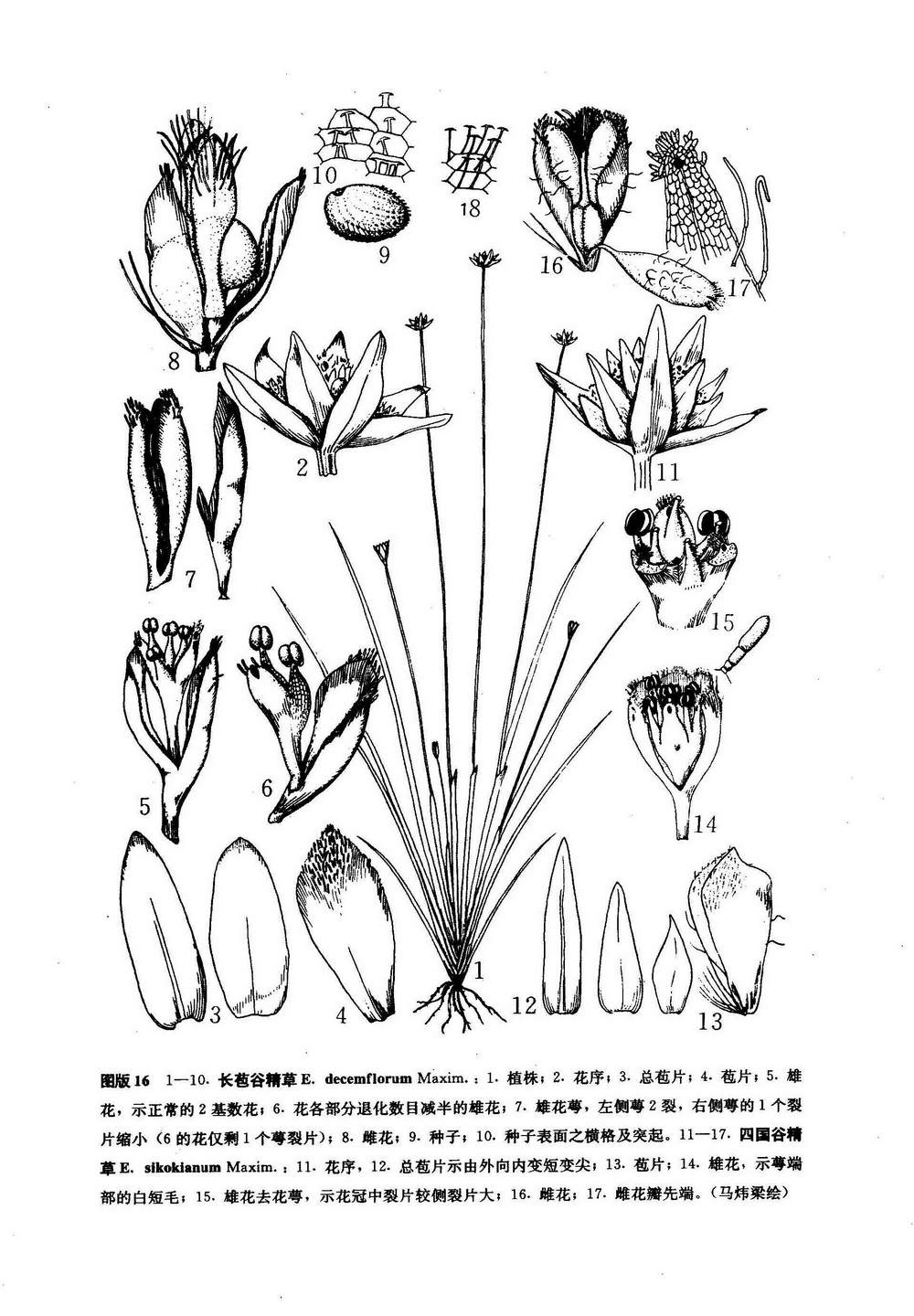 长苞谷精草eriocaulondecemflorummaxim