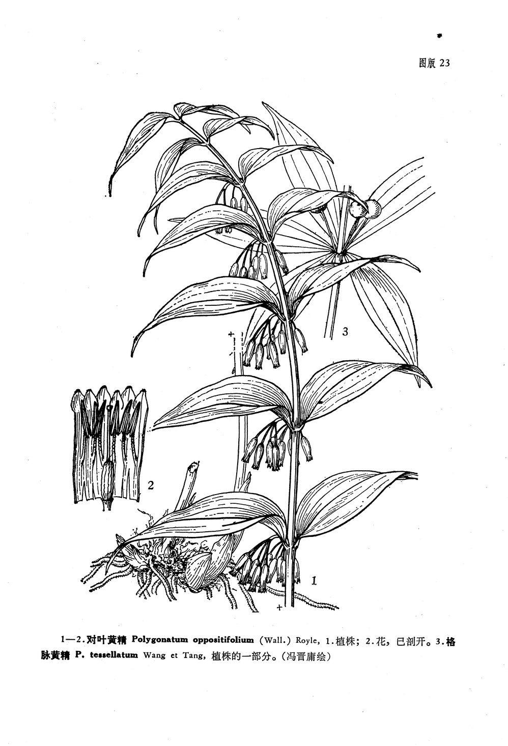 格脉黄精polygonatumtessellatumftwangettang
