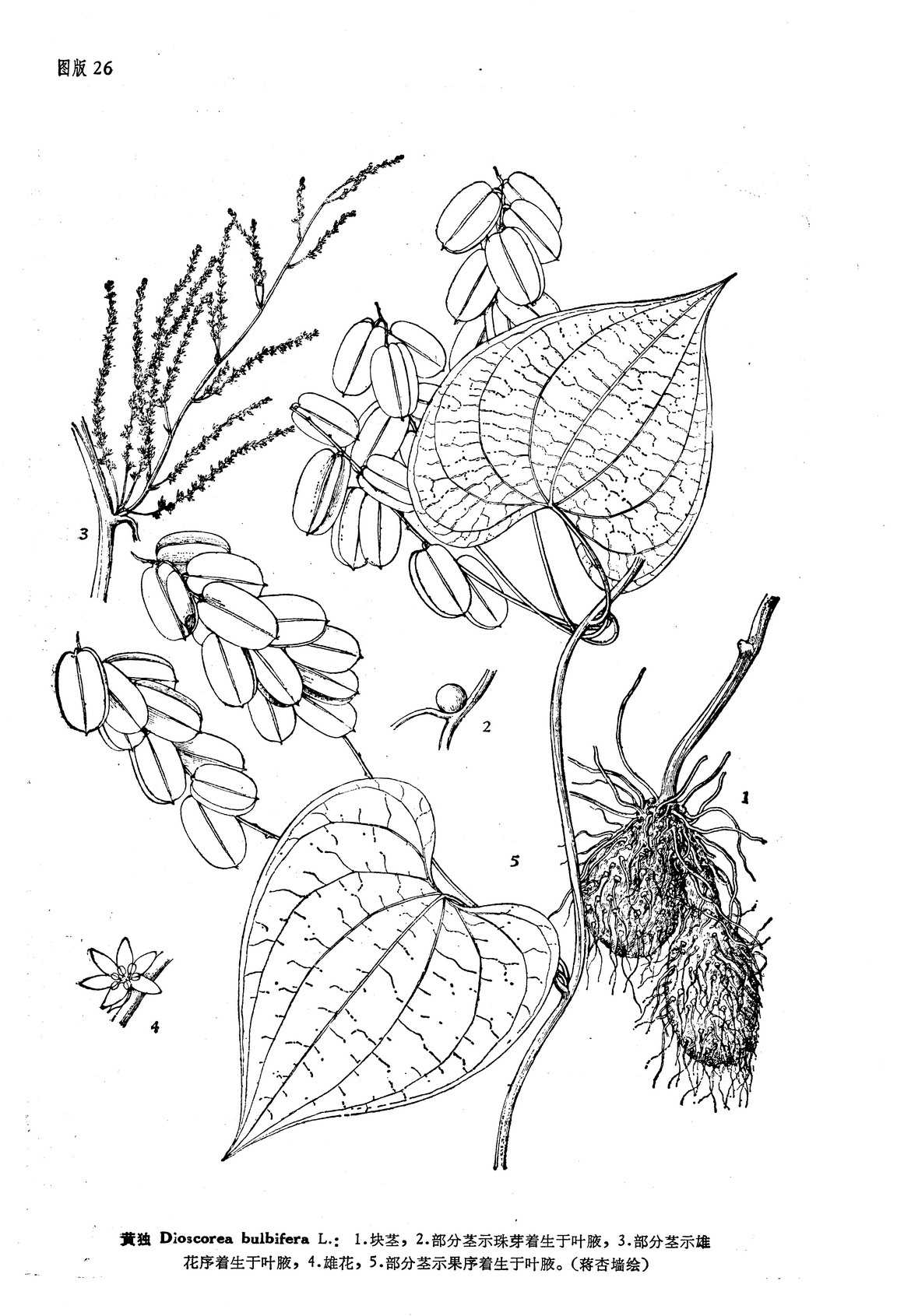 黄独 Dioscorea bulbifera L.
