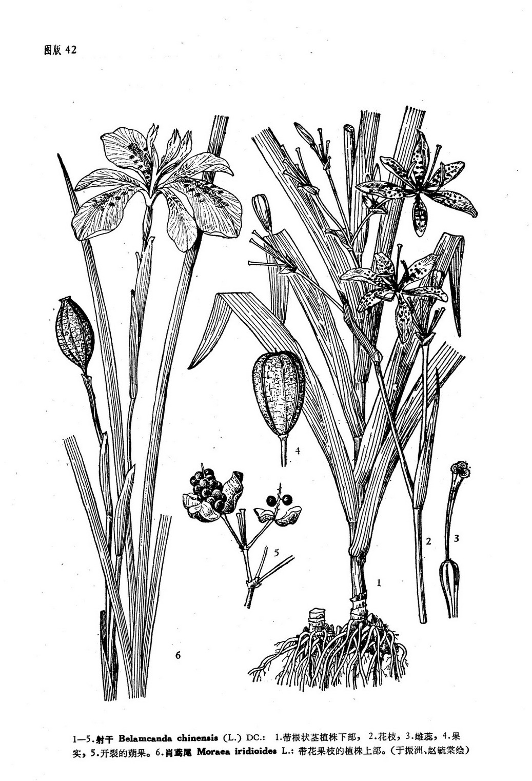 射干belamcandachinensisldc