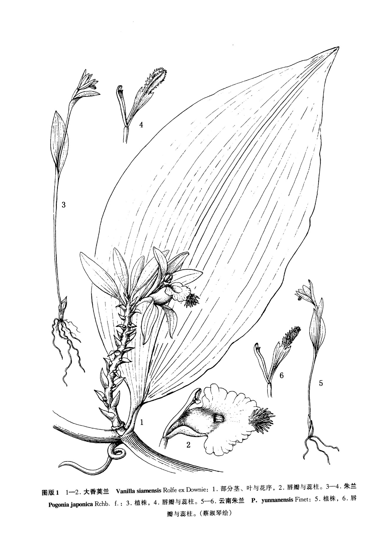 云南朱兰 Pogonia yunnanensis Finet