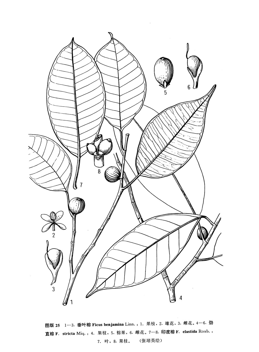 ֱ  ficus stricta (miq.) miq.
