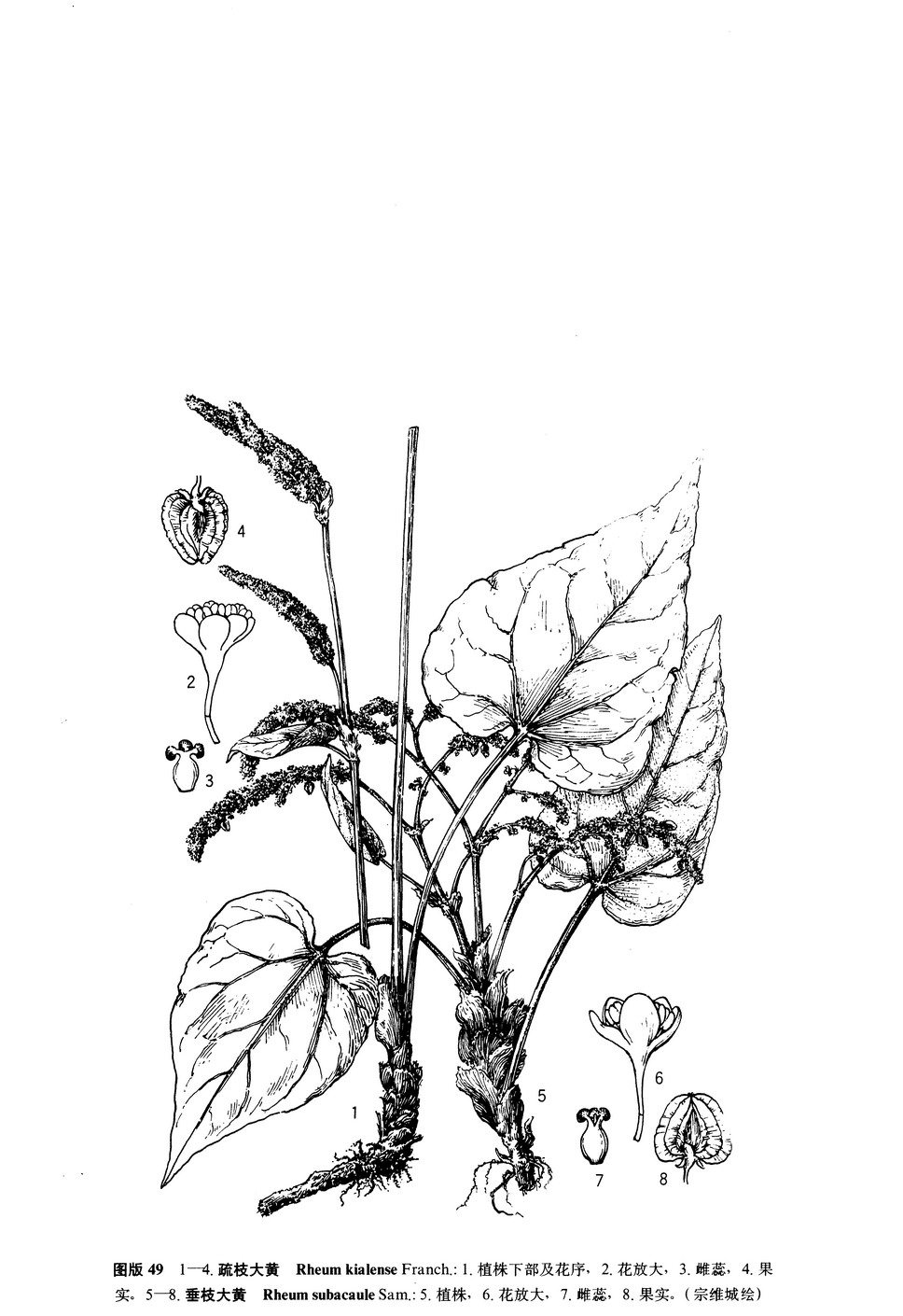 垂枝大黄rheumsubacaulesam