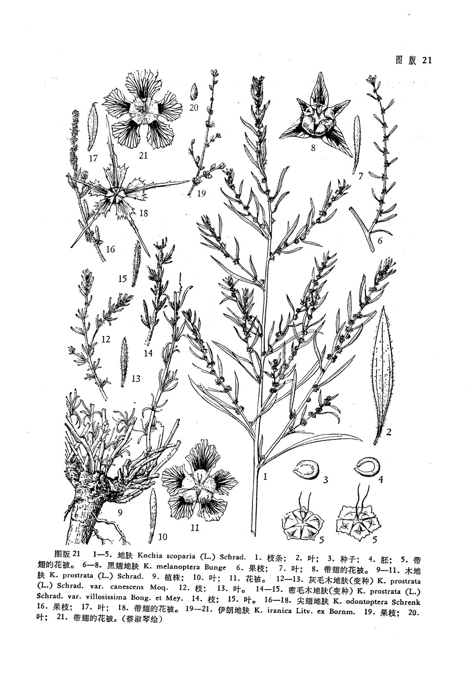 schrad. var. scoparia