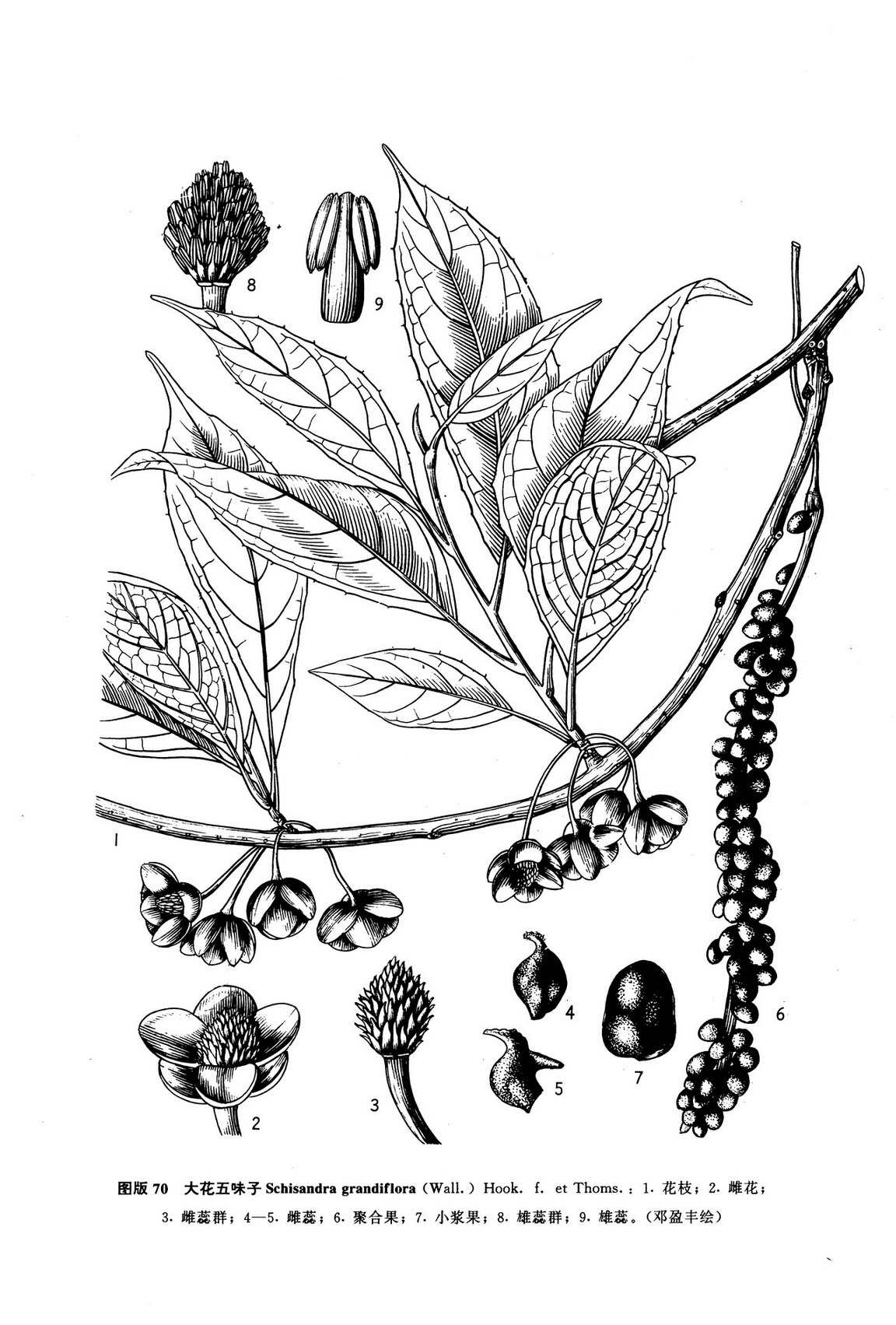 大花五味子schisandragrandiflorawallhookfetthomson
