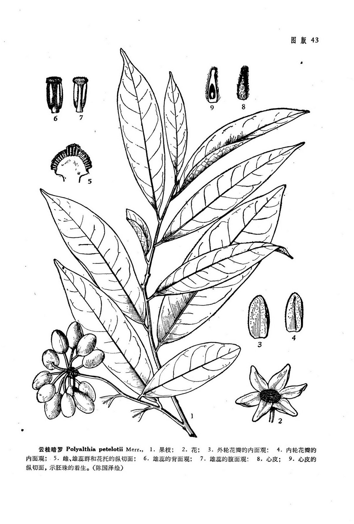 云桂暗罗 Polyalthia petelotii Merr.