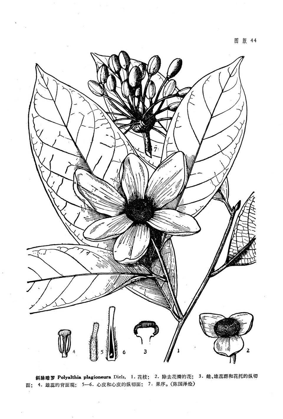 斜脉暗罗 Polyalthia plagioneura Diels