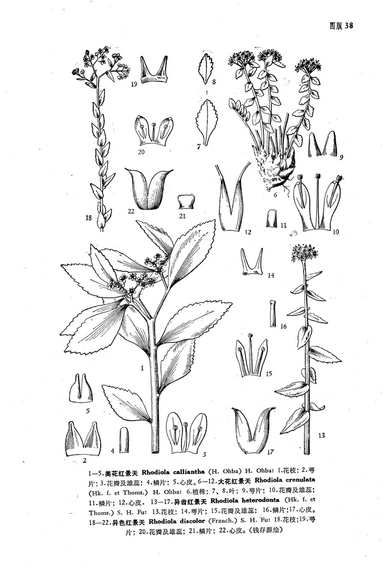 大花红景天rhodiolacrenulatahookfetthomsonhohba