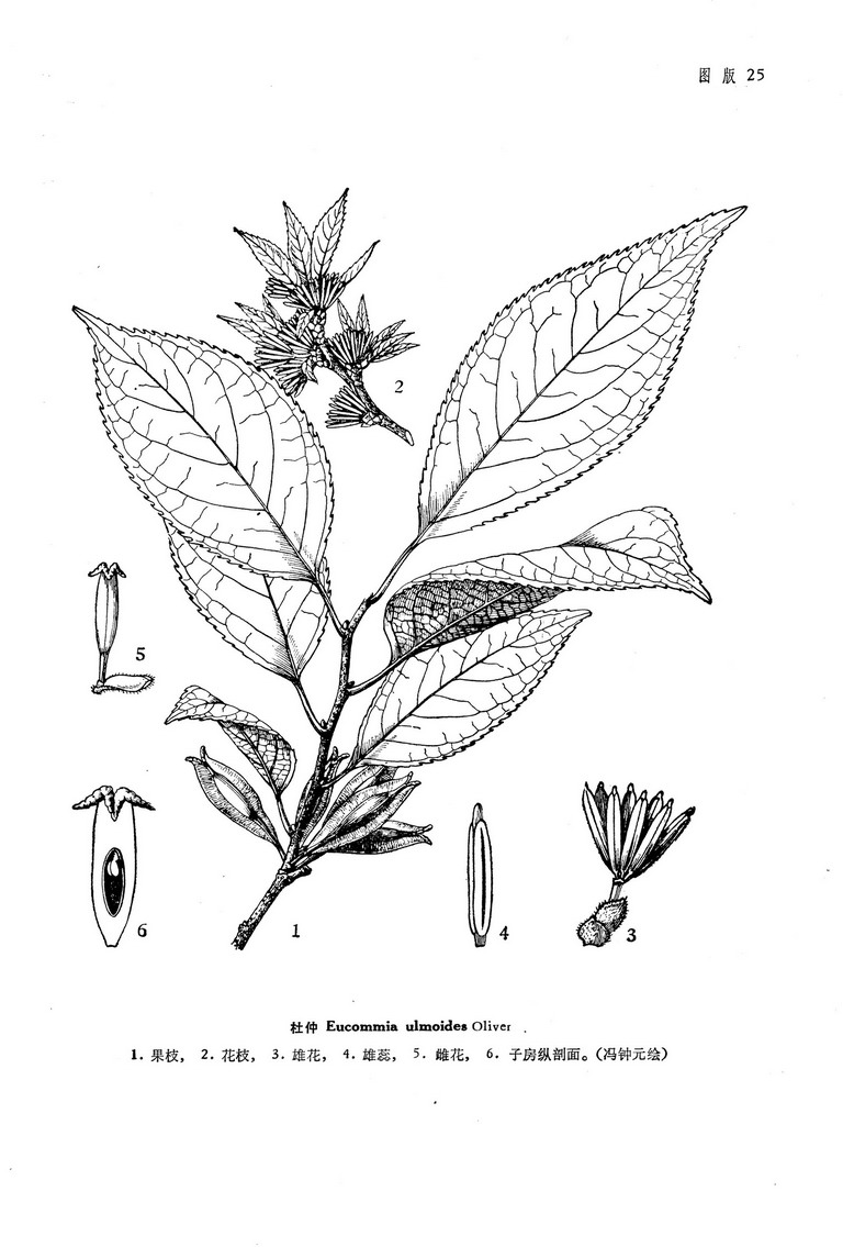 杜仲eucommiaulmoidesoliver