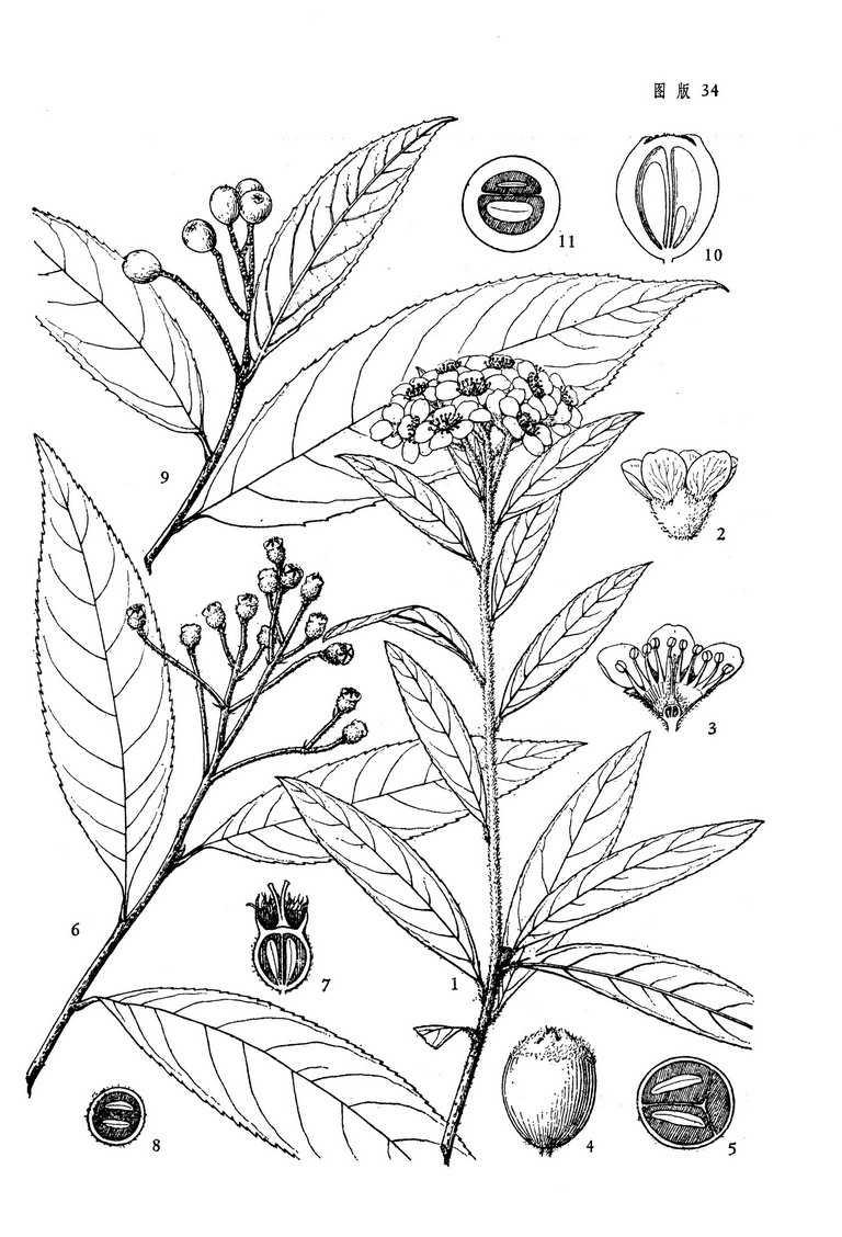 罗汉松叶石楠photiniapodocarpifoliattyu