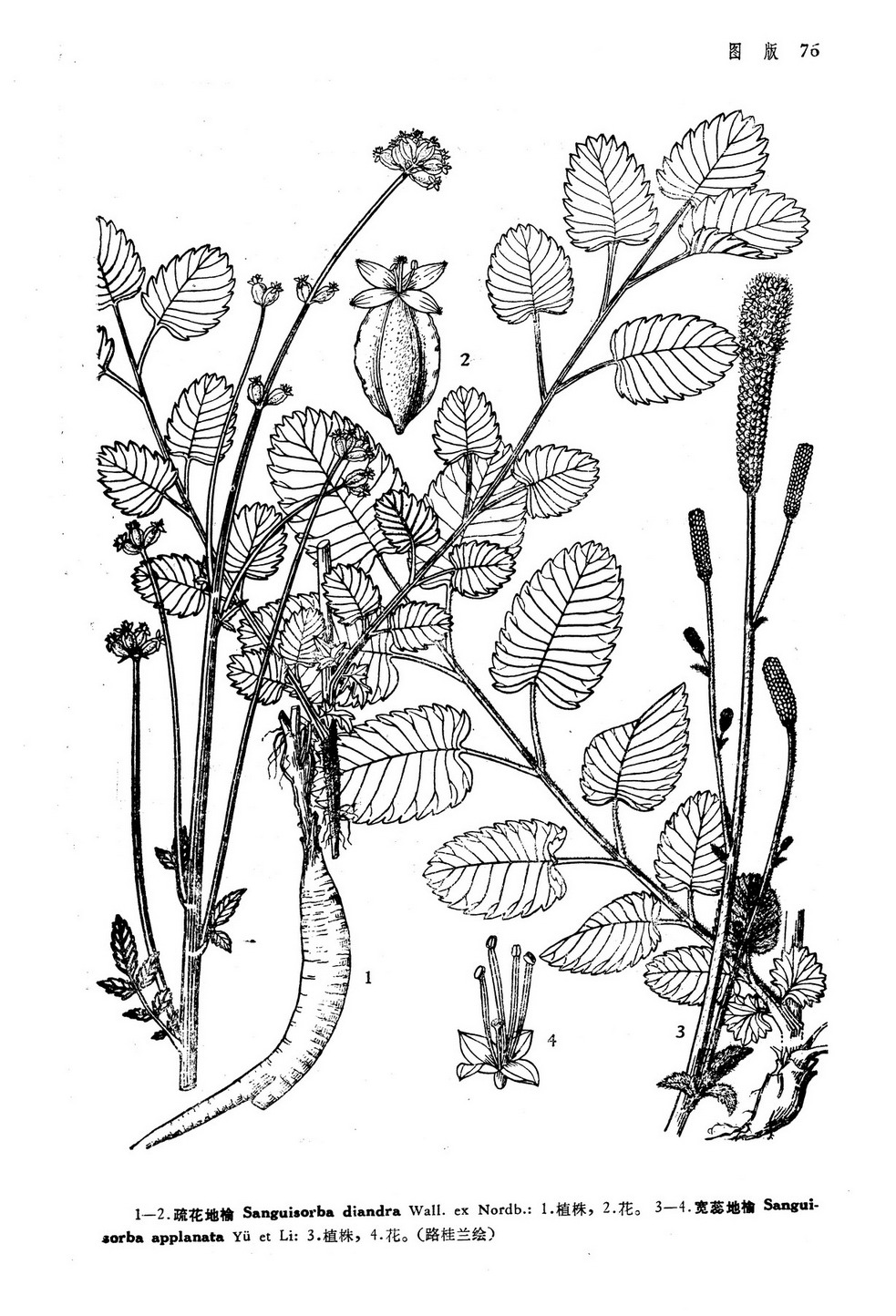 宽蕊地榆sanguisorbaapplanatattyuetclli