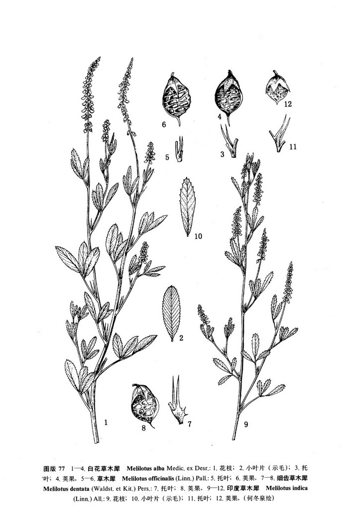 白花草木犀melilotusalbamedicexdesr