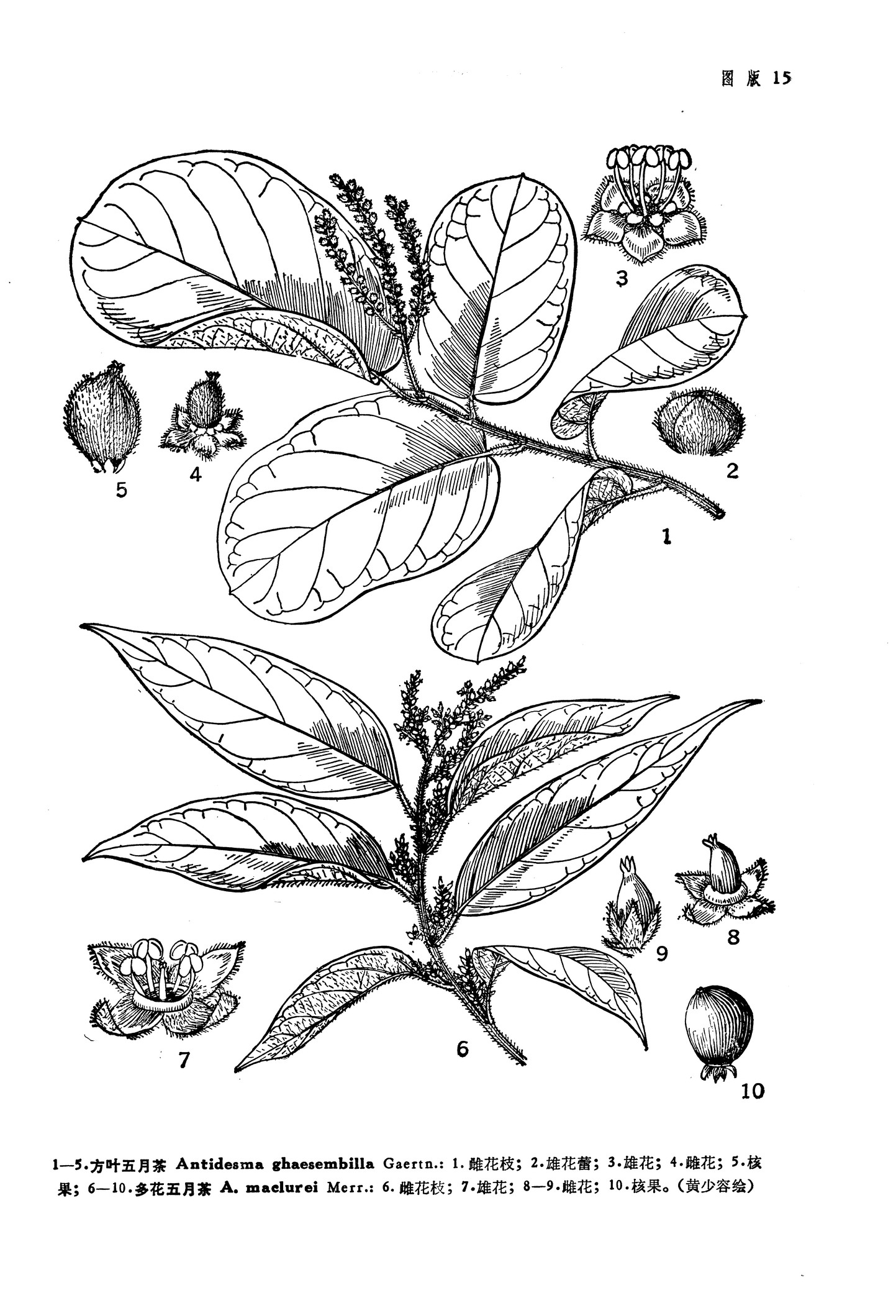 方叶五月茶 antidesma ghaesembilla gaertn.