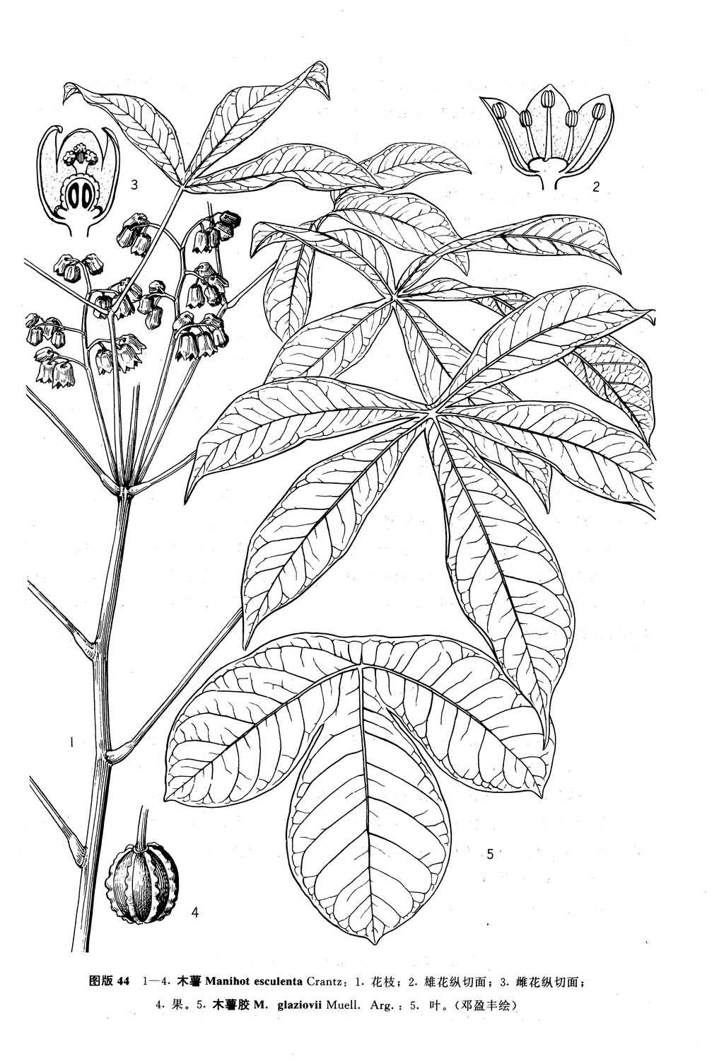 木薯 Manihot esculenta Crantz