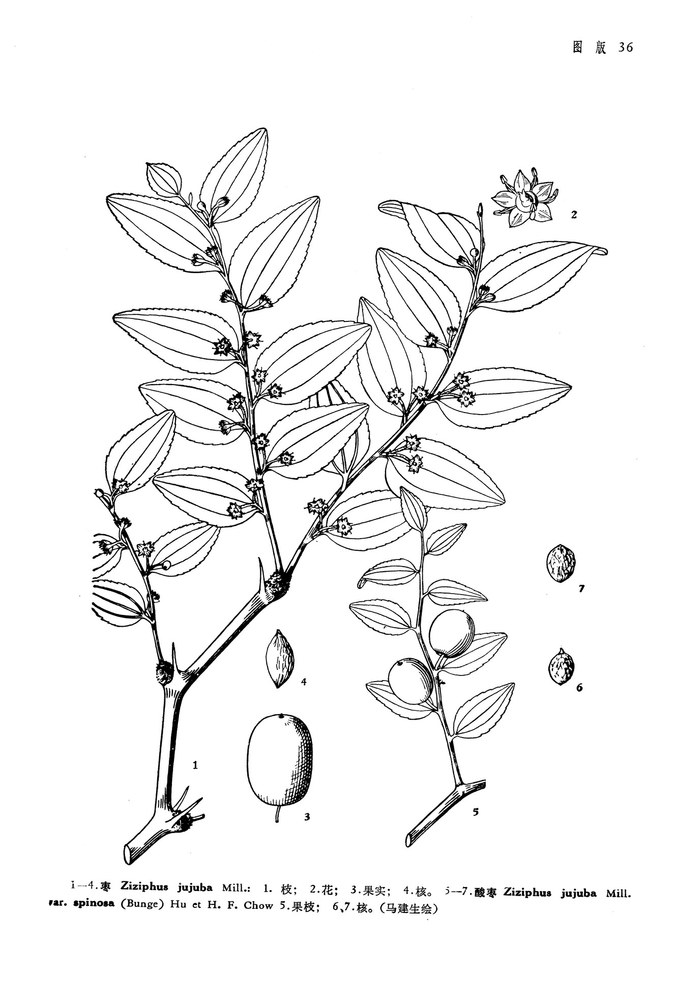 酸枣变种ziziphusjujubamillvarspinosabungehuexhfchow