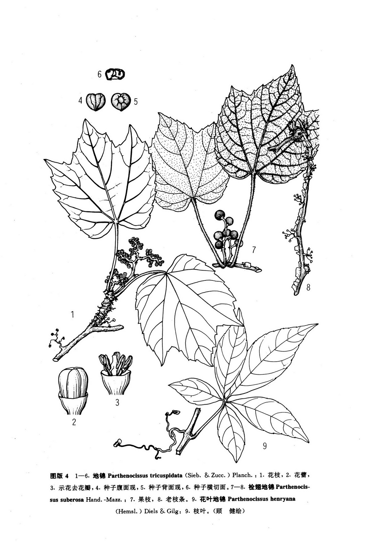 地锦parthenocissustricuspidatasieboldetzuccplanch