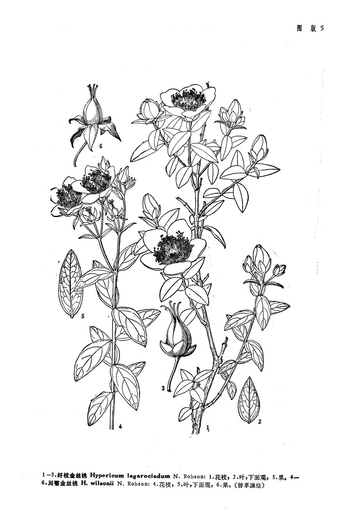 纤枝金丝桃hypericumlagarocladumnrobson