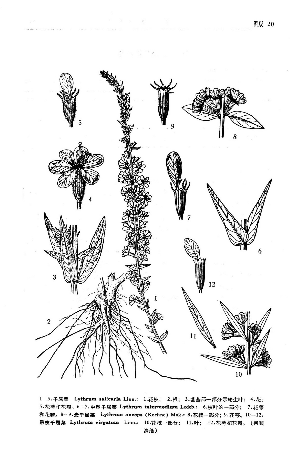 千屈菜 lythrum salicaria l.