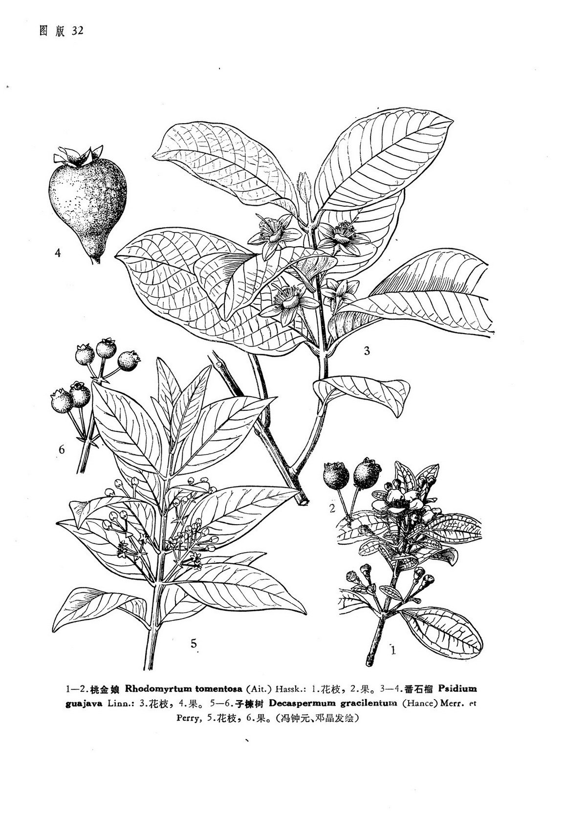 桃金娘rhodomyrtustomentosaaithassk