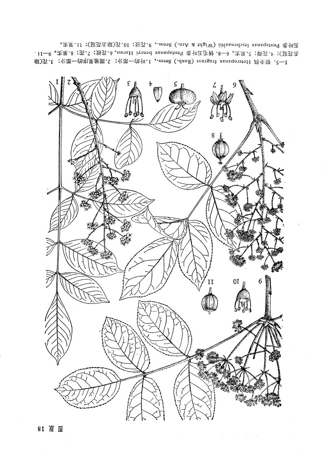 幌伞枫 Heteropanax fragrans (Roxb.) Seem.