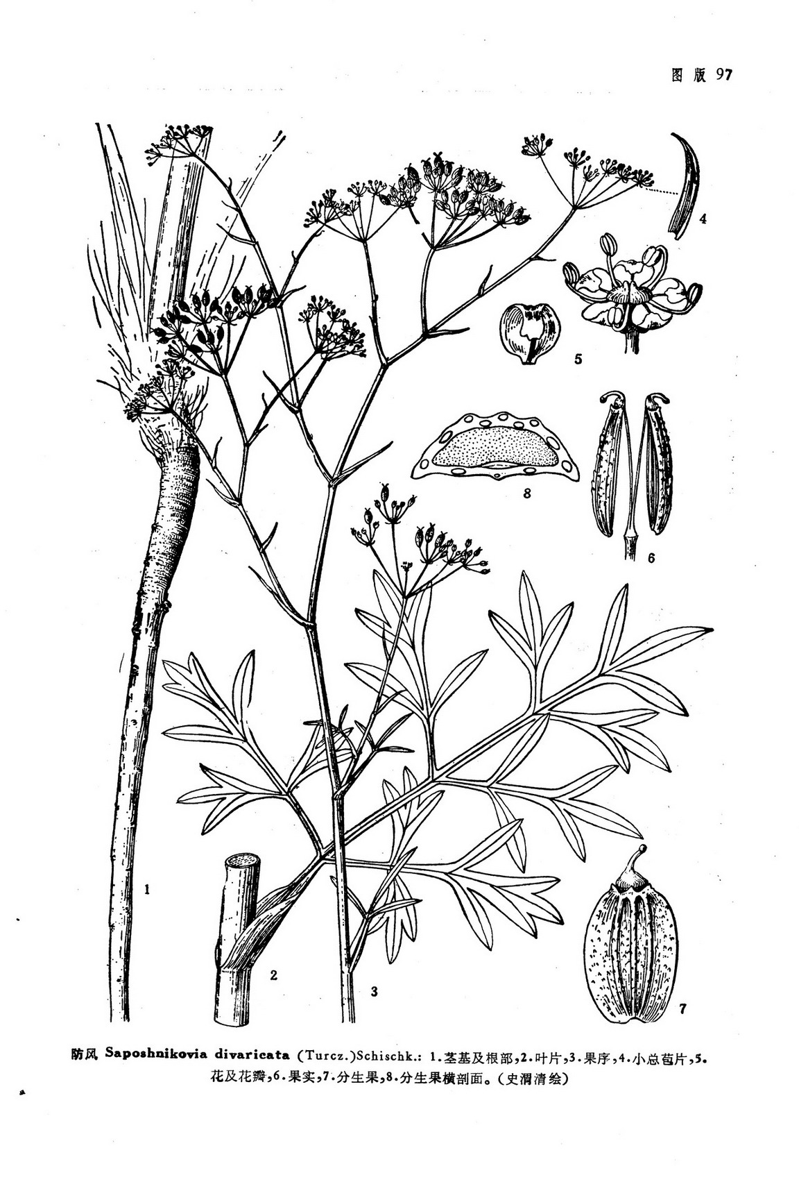 防风saposhnikoviadivaricataturczschischk