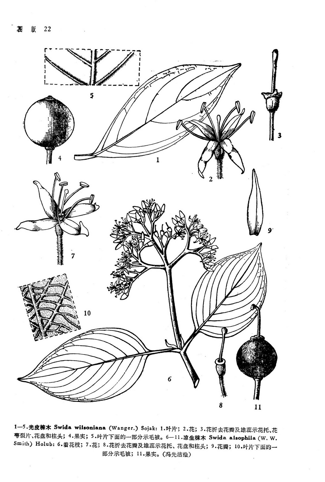 光皮梾木 Swida wilsoniana (Wanger.) Sojak