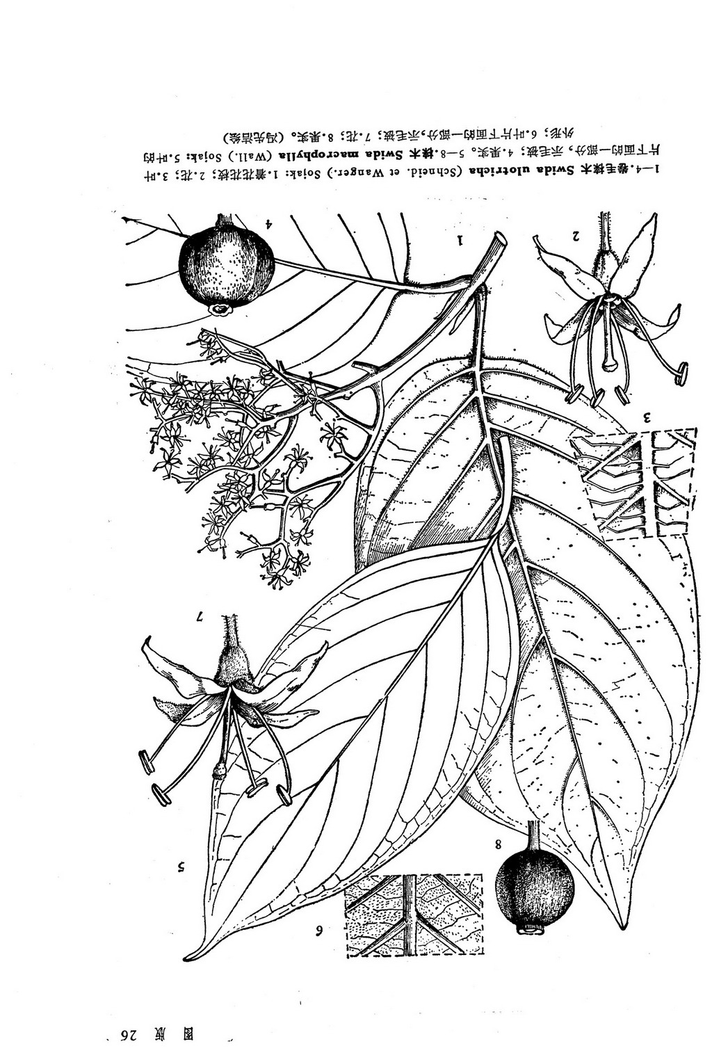 梾木 Swida macrophylla (Wall.) Sojak