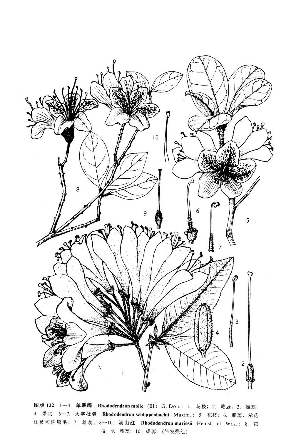 位置被子植物门 angiospermae双子叶植物纲 dicotyledoneae合瓣花亚纲