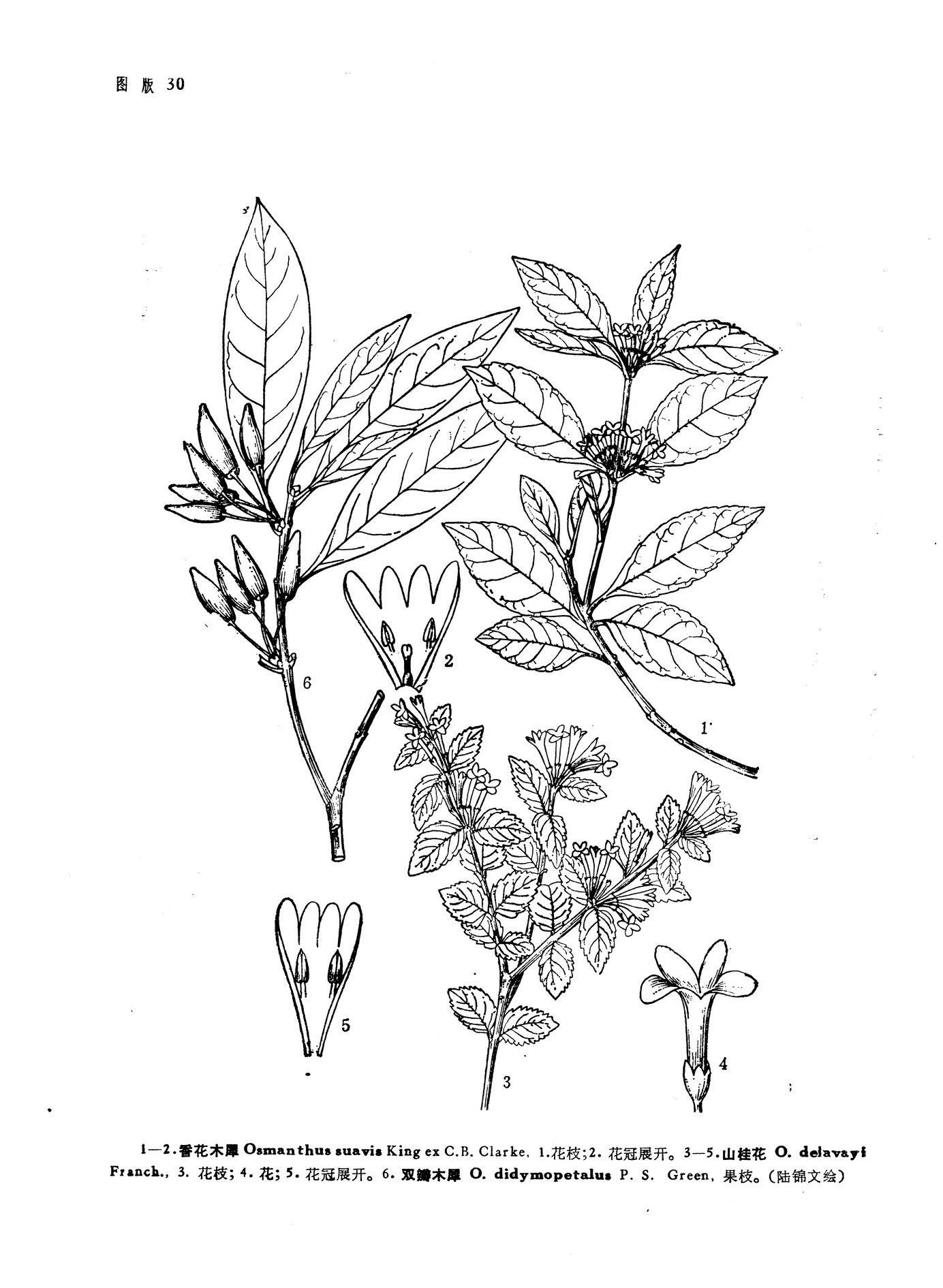 山桂花osmanthusdelavayifranch