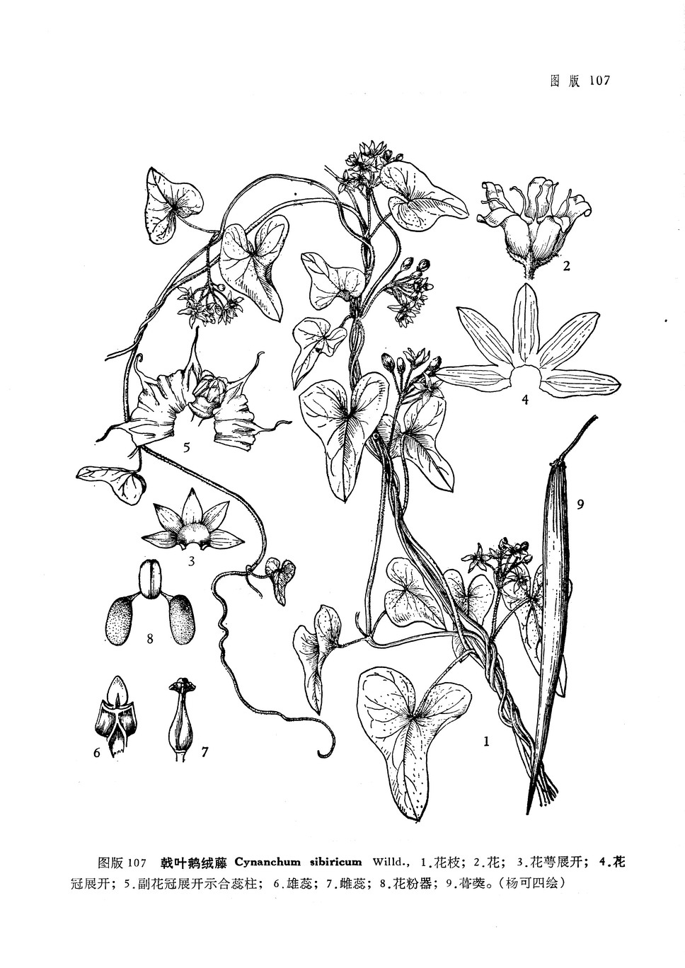 戟叶鹅绒藤cynanchumsibiricumwilld