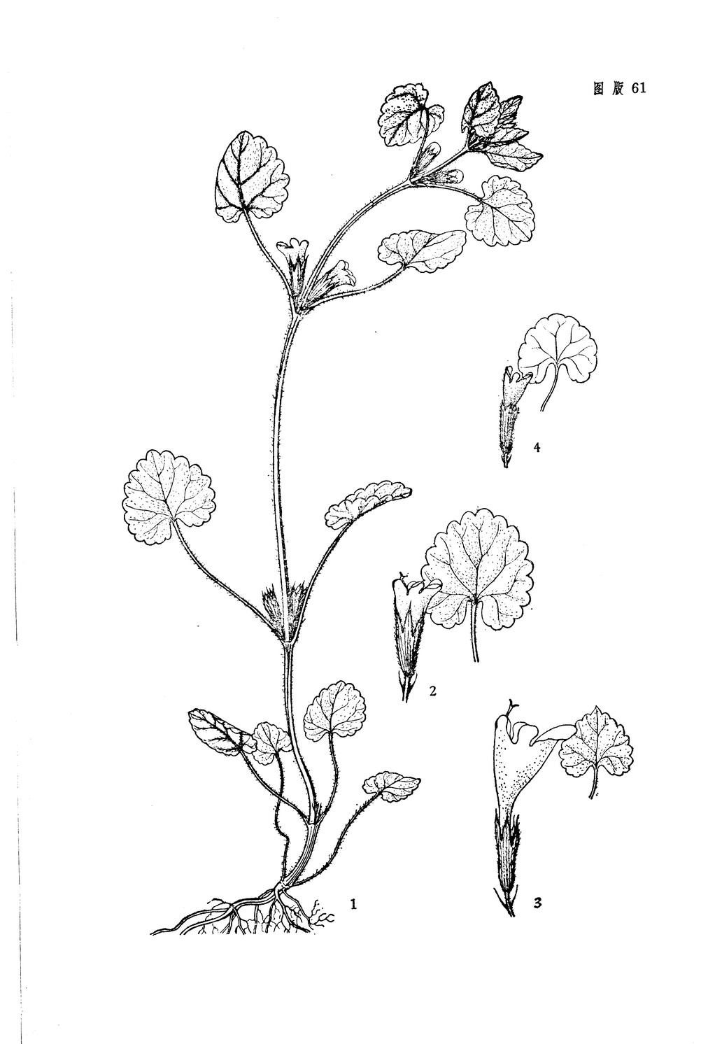 活血丹 glechoma longituba (nakai) kuprian.