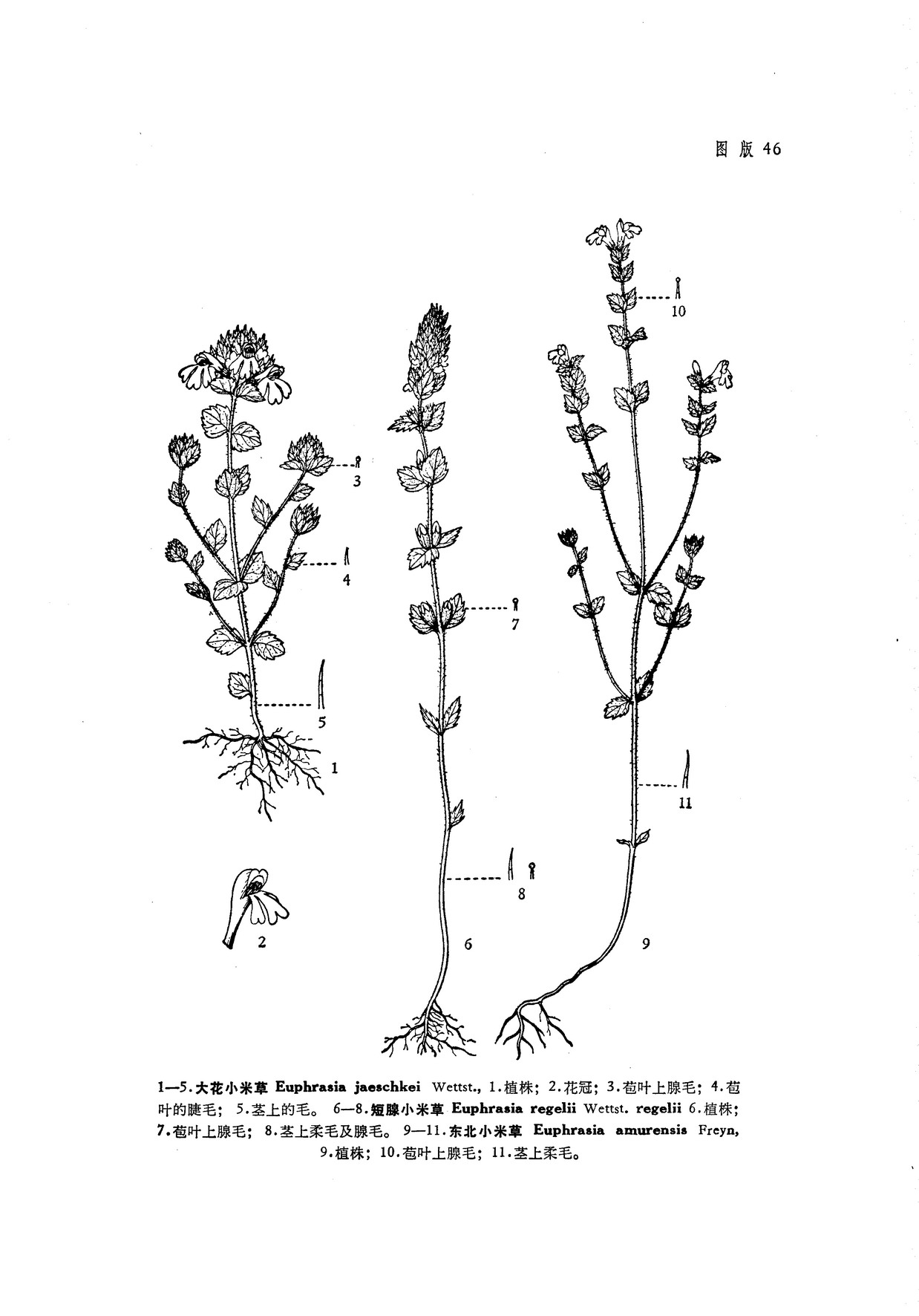 短腺小米草原亚种euphrasiaregeliiwettstsubspregelii