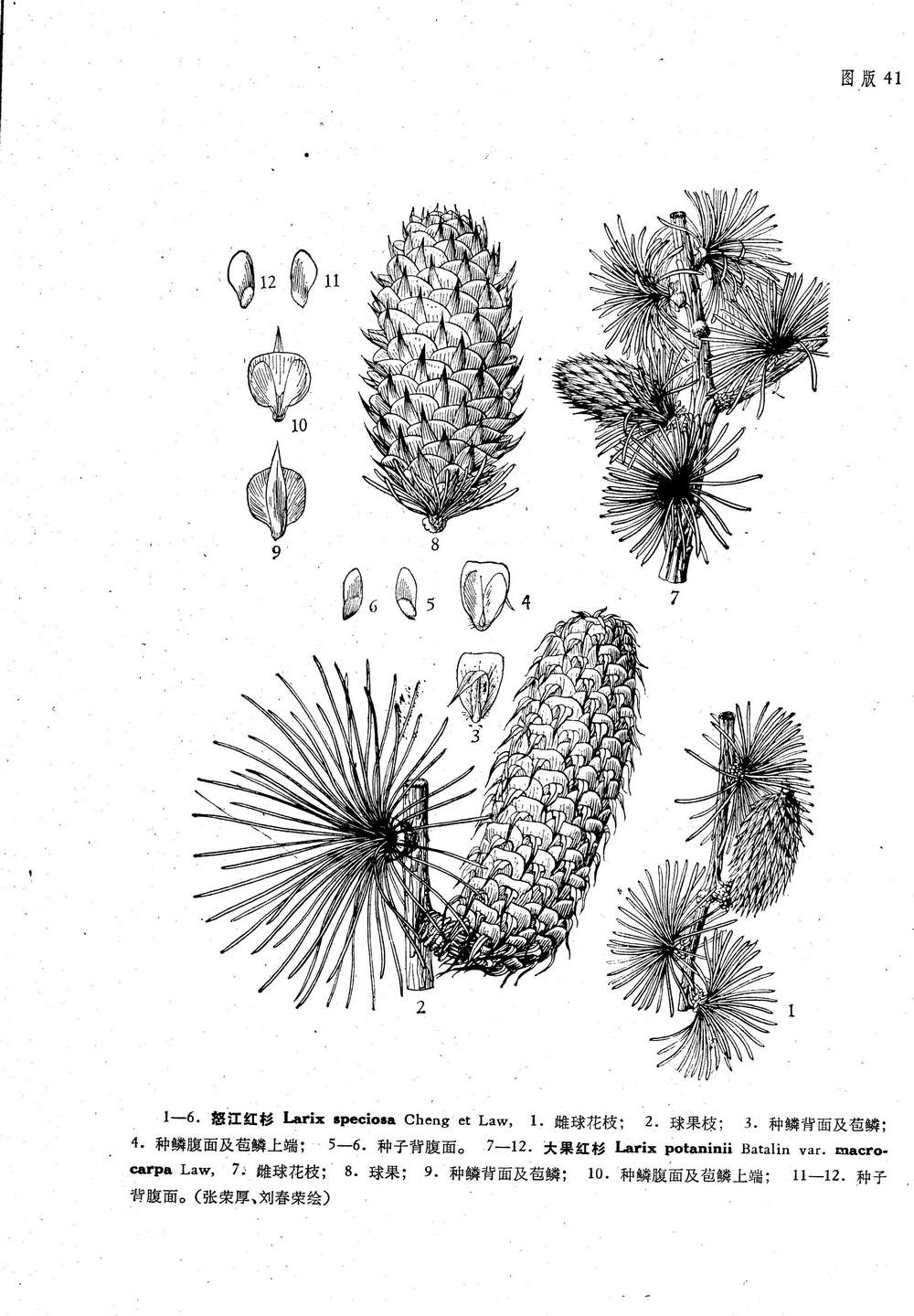 macrocarpa y. w. law