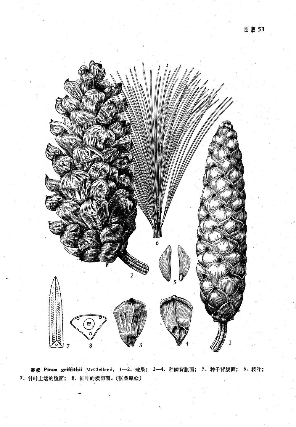 乔松 Pinus griffithii McClell.