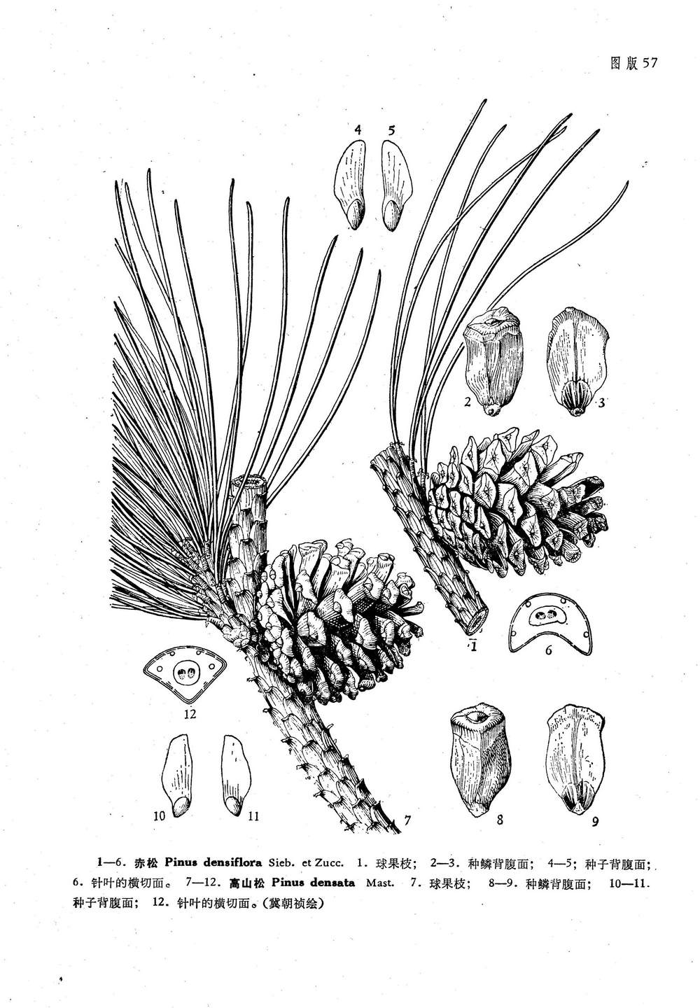 高山松 Pinus densata Mast.
