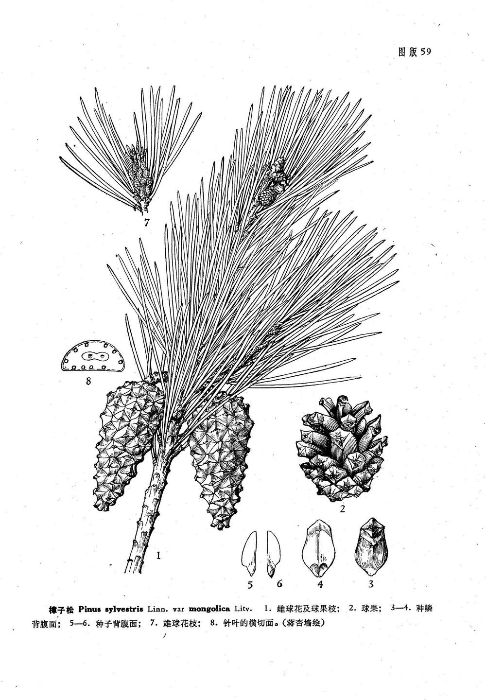 樟子松(变种) Pinus sylvestris L. var. mongolica Litv.