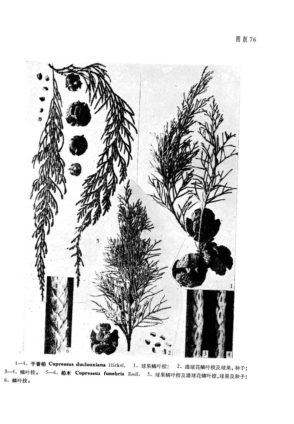 柏木 Cupressus funebris Endl.
