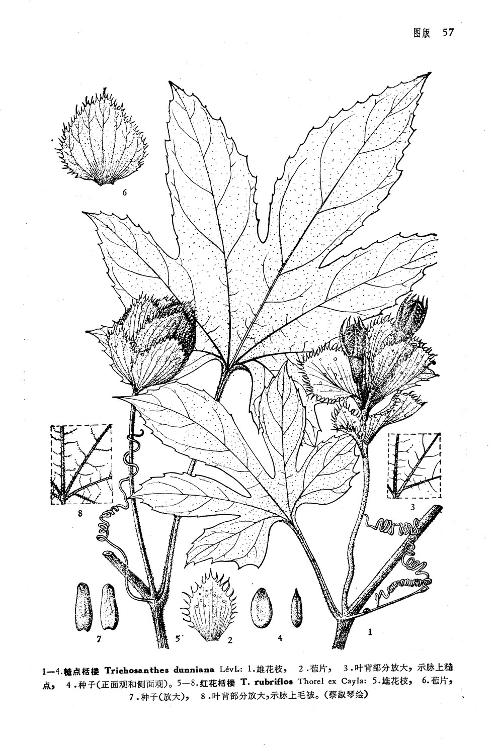 糙点栝楼 Trichosanthes dunniana H. Lév.