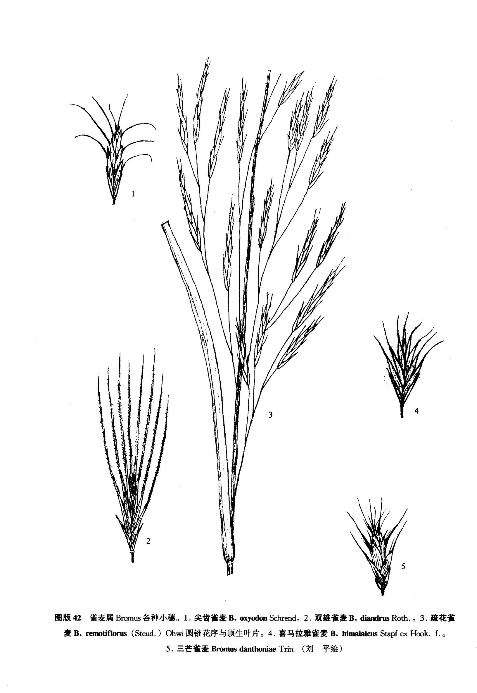 疏花雀麦bromusremotiflorussteudohwi
