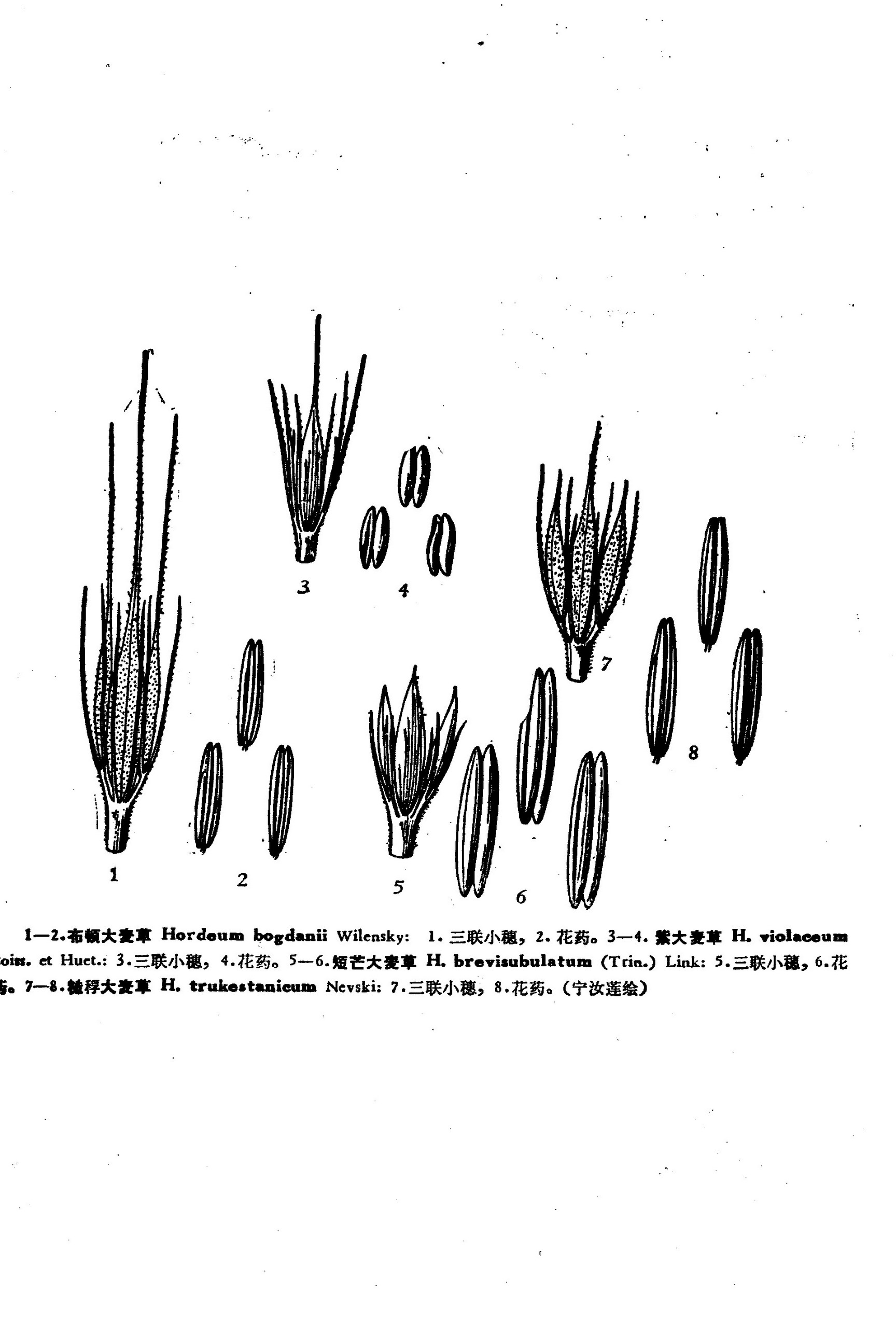 布顿大麦草 Hordeum bogdanii Wilensky